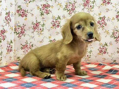 ミニチュアダックス