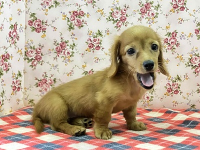 ミニチュアダックス