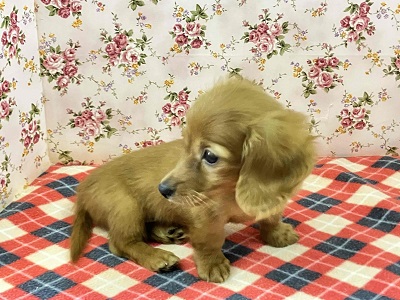 ミニチュアダックス