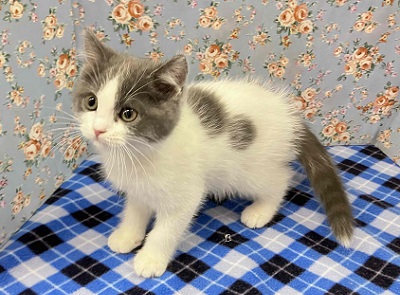 ブリティッシュショートヘア