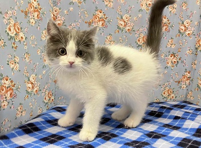 ブリティッシュショートヘア