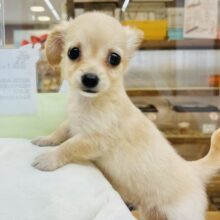 バブみが大爆発〜♡♡ミックス犬ちゃん(チワワ×カニンヘンダックス)