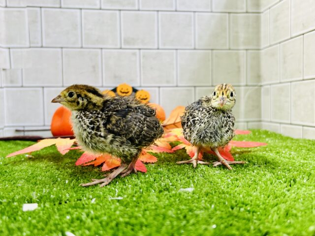 コロコロＢＡＢＹ　ウズラ