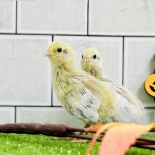 高貴なるウズラ・・・　ヒメウズラ