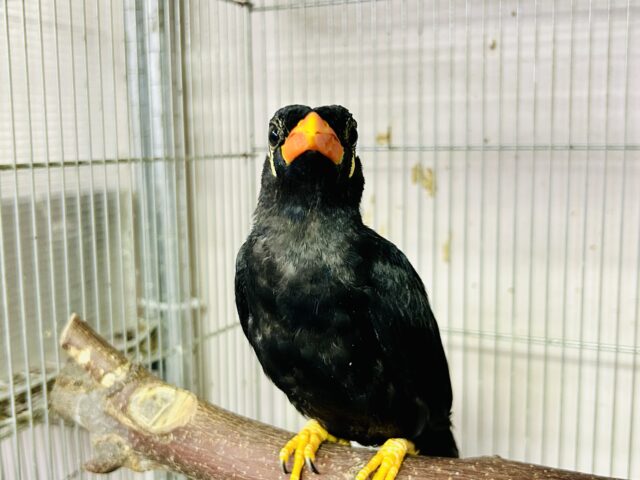 九官鳥（キュウカンチョウ）