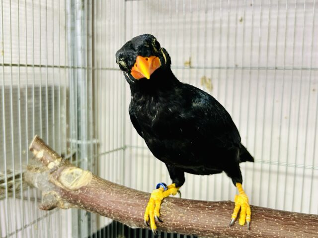 九官鳥（キュウカンチョウ）