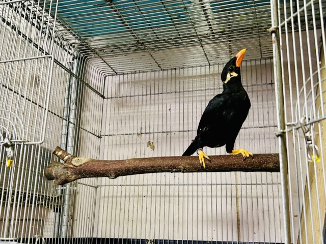 九官鳥（キュウカンチョウ）