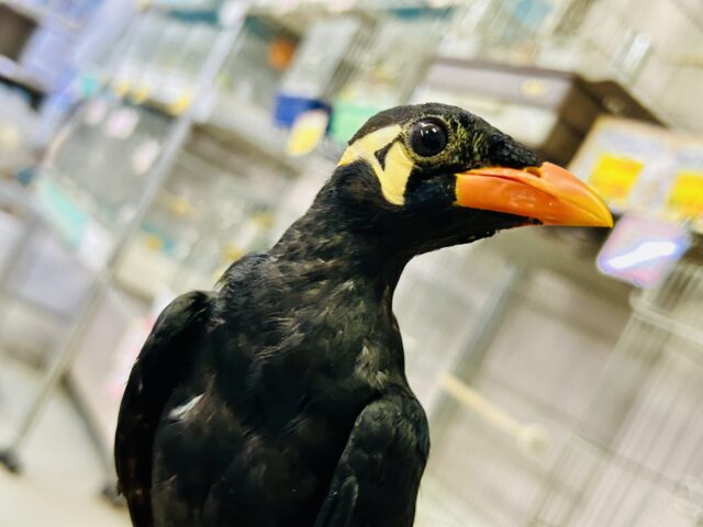 【最新画像更新☆☆】漆黒の翼持つおしゃべり怪獣になるかも？？　九官鳥