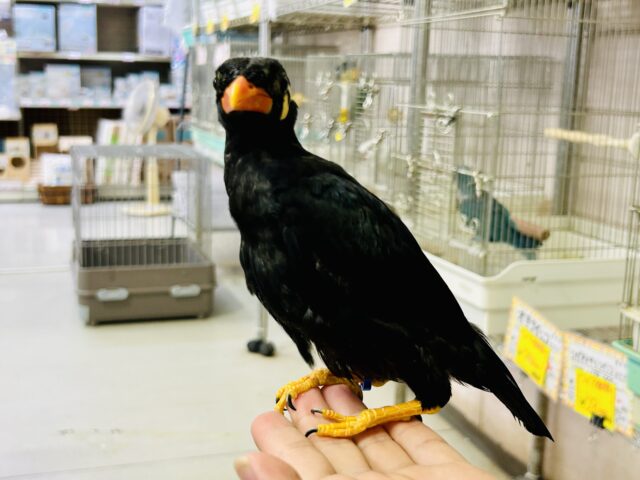 九官鳥（キュウカンチョウ）