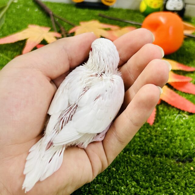 【最新画像更新☆☆】白いボディに熟れた果実のようなきれいなルビーアイ!! セキセイインコ セキセイインコ