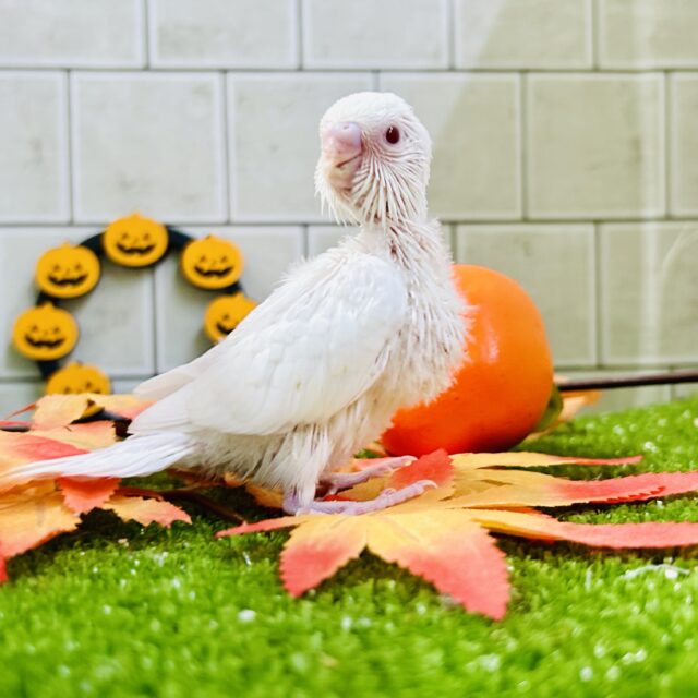 【最新画像更新☆☆】白いボディに熟れた果実のようなきれいなルビーアイ!! セキセイインコ セキセイインコ