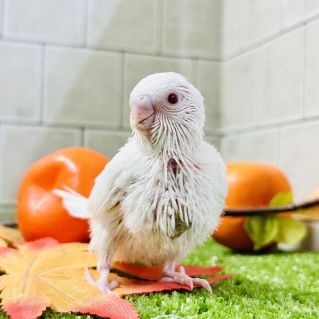 【最新画像更新☆☆】白いボディに熟れた果実のようなきれいなルビーアイ!! セキセイインコ セキセイインコ