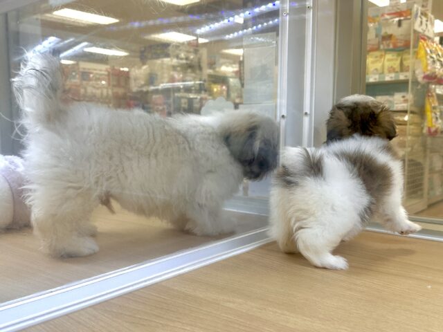 ちっちゃな甘えん坊🤍シーポメちゃん♡̴⟡.˚ シーポメ