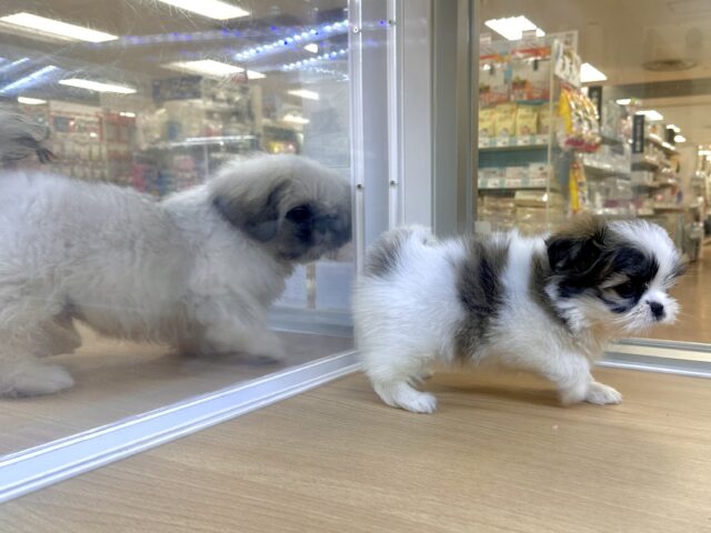 ちっちゃな甘えん坊🤍シーポメちゃん♡̴⟡.˚ シーポメ