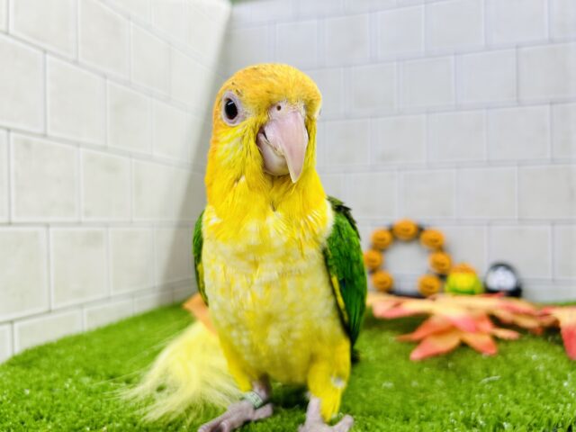 シロハラインコ