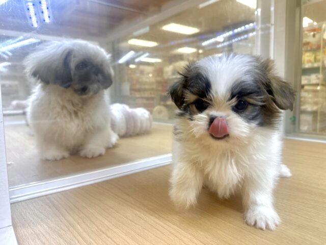ちっちゃな甘えん坊🤍シーポメちゃん♡̴⟡.˚ シーポメ