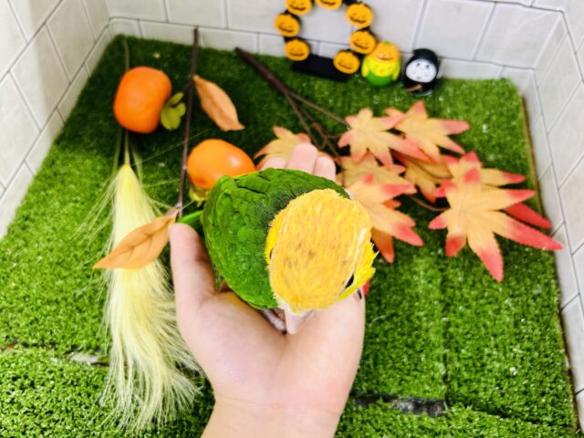 シロハラインコ