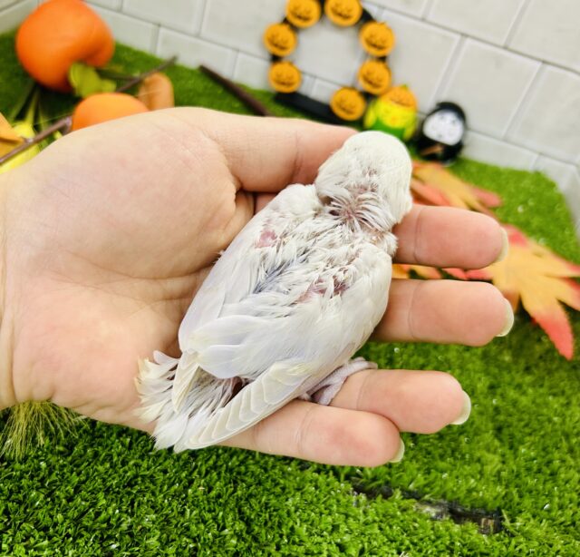 コザクラインコ（小桜インコ）