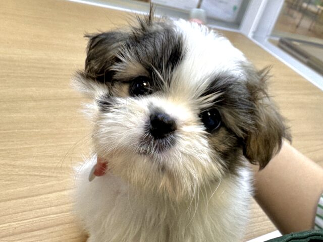 ちっちゃな甘えん坊🤍シーポメちゃん♡̴⟡.˚ シーポメ