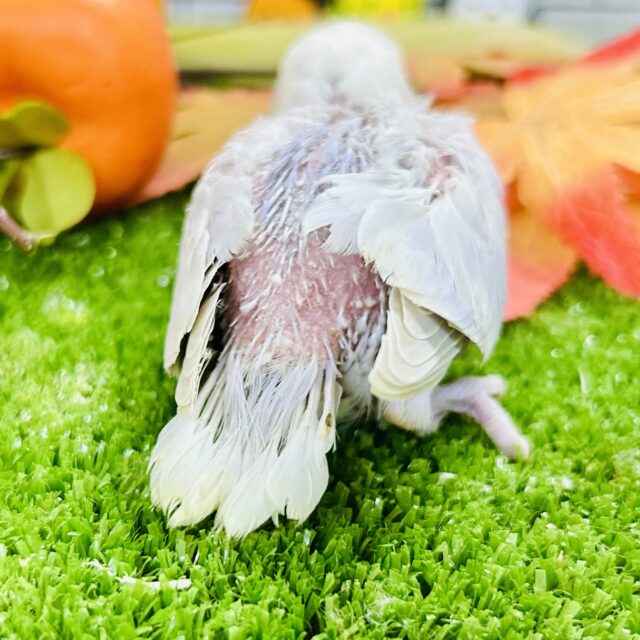 ✨最新画像✨妖艶な美カラーがやってきました(*’ω’*)💜⋆͛ コザクラインコ コザクラインコ(小桜インコ)