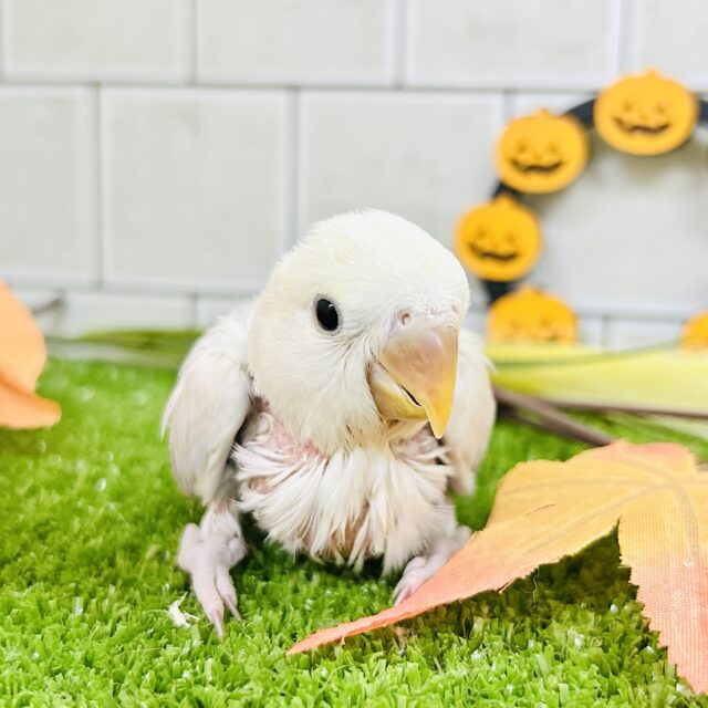 ✨最新画像✨妖艶な美カラーがやってきました(*’ω’*)💜⋆͛ コザクラインコ コザクラインコ(小桜インコ)