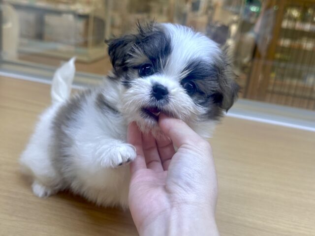 ちっちゃな甘えん坊🤍シーポメちゃん♡̴⟡.˚ シーポメ