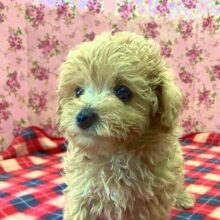 当店の秘蔵っ子！おてんばマルプー入舎💖