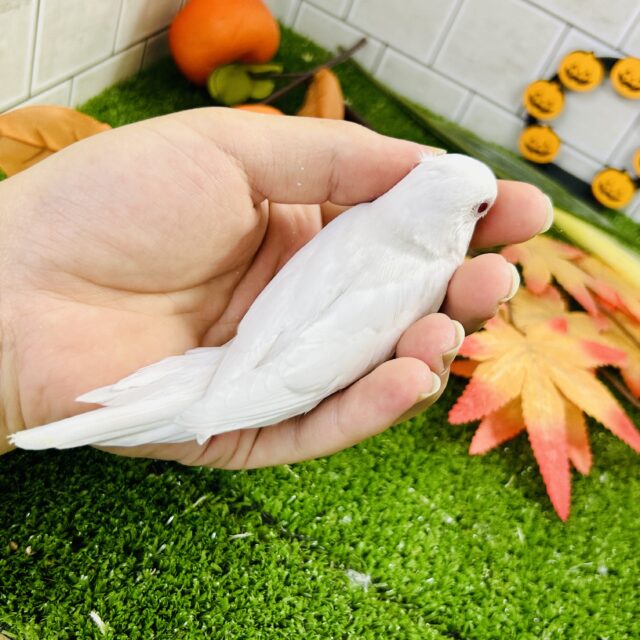 【最新画像更新☆☆】白いボディに熟れた果実のようなきれいなルビーアイ!! セキセイインコ セキセイインコ