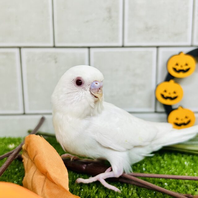 【最新画像更新☆☆】白いボディに熟れた果実のようなきれいなルビーアイ!! セキセイインコ セキセイインコ