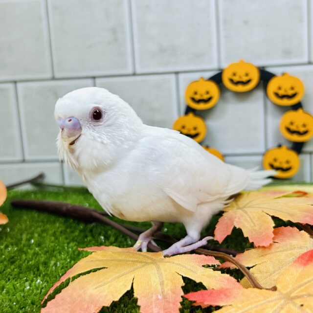 【最新画像更新☆☆】白いボディに熟れた果実のようなきれいなルビーアイ!! セキセイインコ セキセイインコ