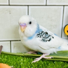 ✨最新画像✨ﾓｸﾓｸ💭💞雲にLet’s painting‪🎨‪·͜·⋆꙳セキセイインコ(ブルーパイド/2025年9月生まれ)