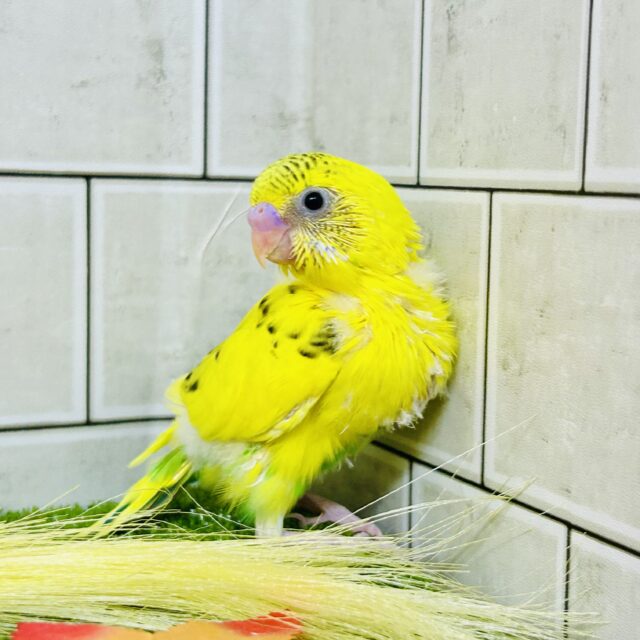 セキセイインコ
