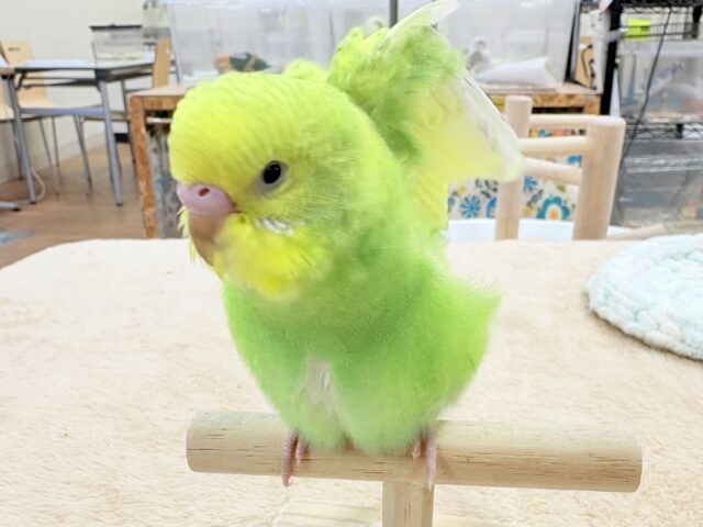 セキセイインコ