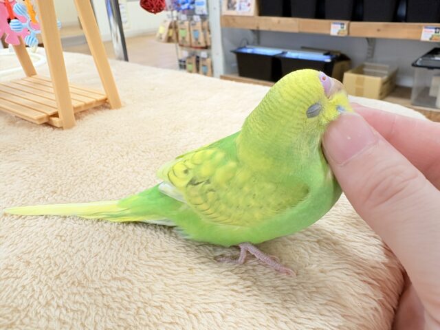セキセイインコ