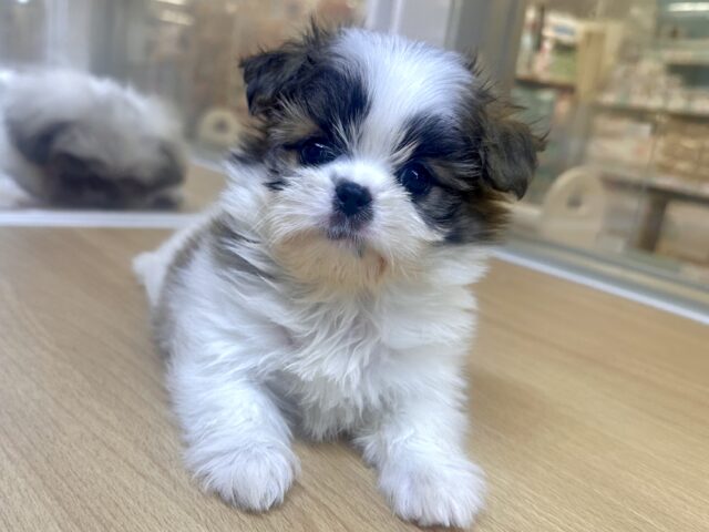 ちっちゃな甘えん坊🤍シーポメちゃん♡̴⟡.˚ シーポメ