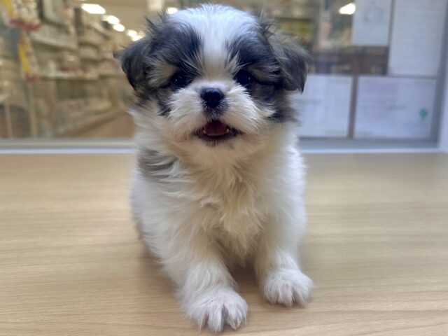 ちっちゃな甘えん坊🤍シーポメちゃん♡̴⟡.˚ シーポメ