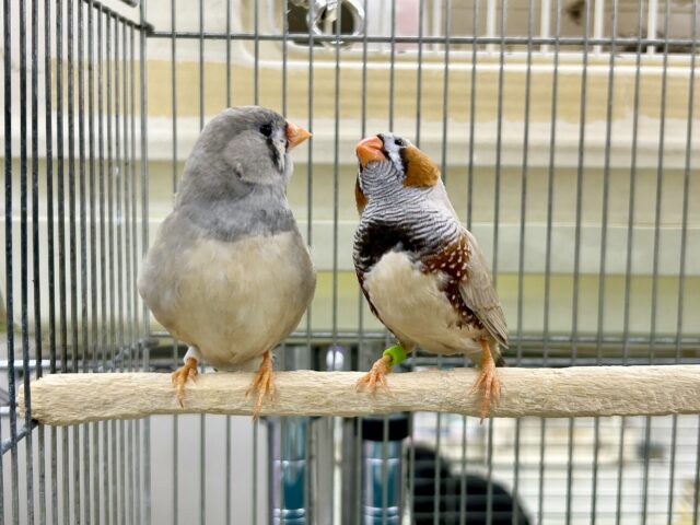 ジャンボキンカチョウ