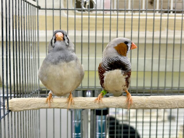 ジャンボキンカチョウ