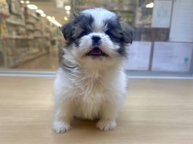 ちっちゃな甘えん坊🤍シーポメちゃん♡̴⟡.˚ シーポメ