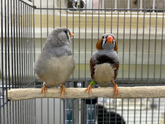 ジャンボキンカチョウ