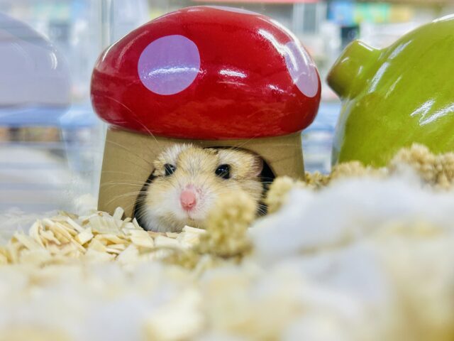 【最新画像更新☆☆】マカロニたずさえたプチレアネズミ🐭 ファットテールジャービル マカロニマウス(ファットテールジャービル、オブトアレチネズミ)