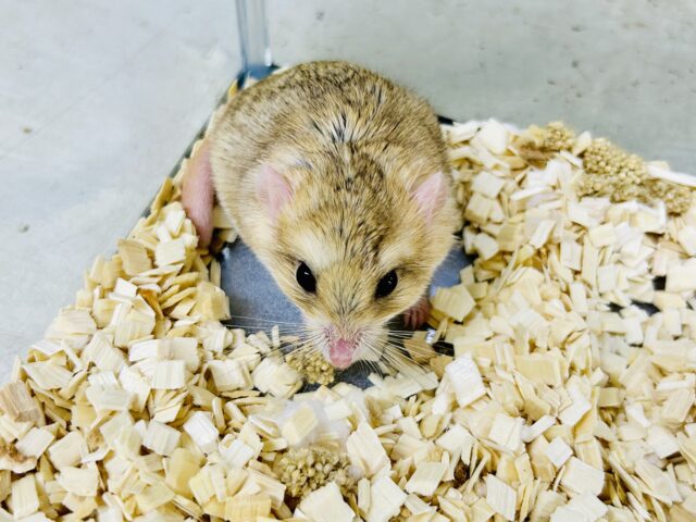 【最新画像更新☆☆】マカロニたずさえたプチレアネズミ🐭 ファットテールジャービル マカロニマウス(ファットテールジャービル、オブトアレチネズミ)