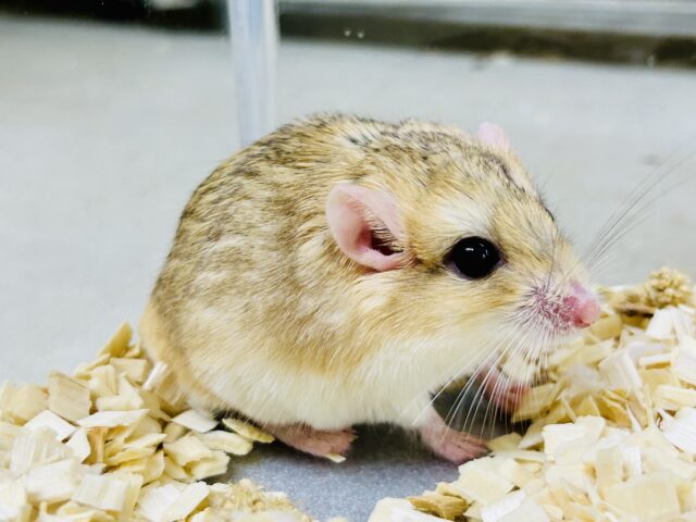 【最新画像更新☆☆】マカロニたずさえたプチレアネズミ🐭 ファットテールジャービル マカロニマウス(ファットテールジャービル、オブトアレチネズミ)