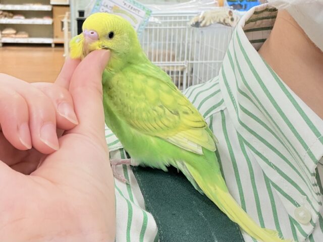 【最新画像🪄💫カゴデビュー】(ひとり餌になりました☆)春がきちゃった！？菜の花カラー💛💚セキセイインコ（スパングル）