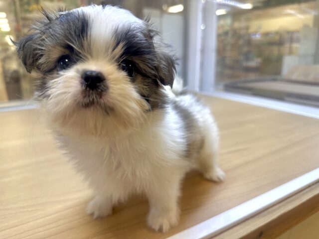 ちっちゃな甘えん坊🤍シーポメちゃん♡̴⟡.˚ シーポメ