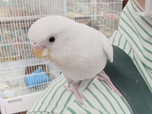 セキセイインコ