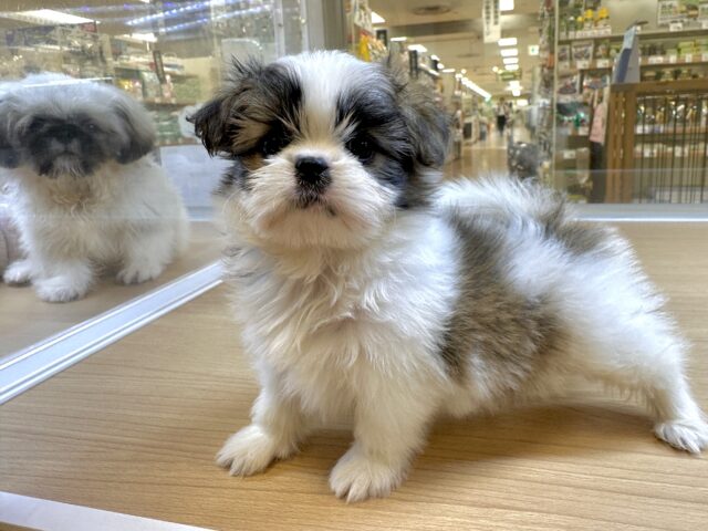 ちっちゃな甘えん坊🤍シーポメちゃん♡̴⟡.˚ シーポメ