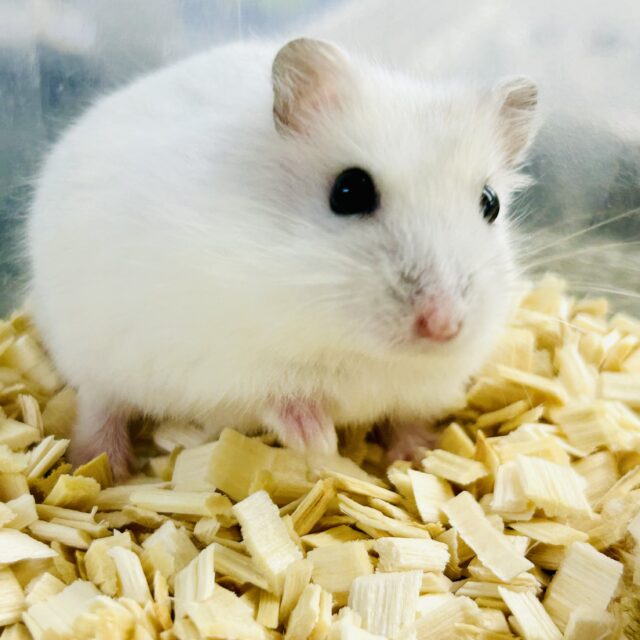 ドワーフハムスター