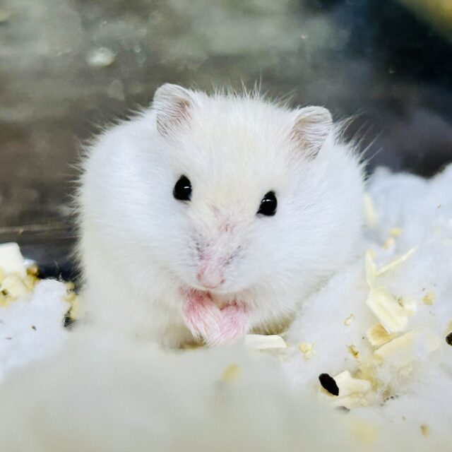 ドワーフハムスター