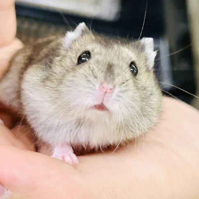 ドワーフハムスター